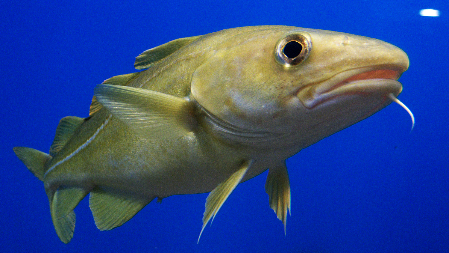New research suggests cod, New England’s founding fish, may be returning to local waters