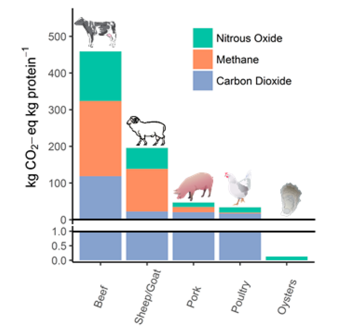 What's the environmental impact of oyster farms?