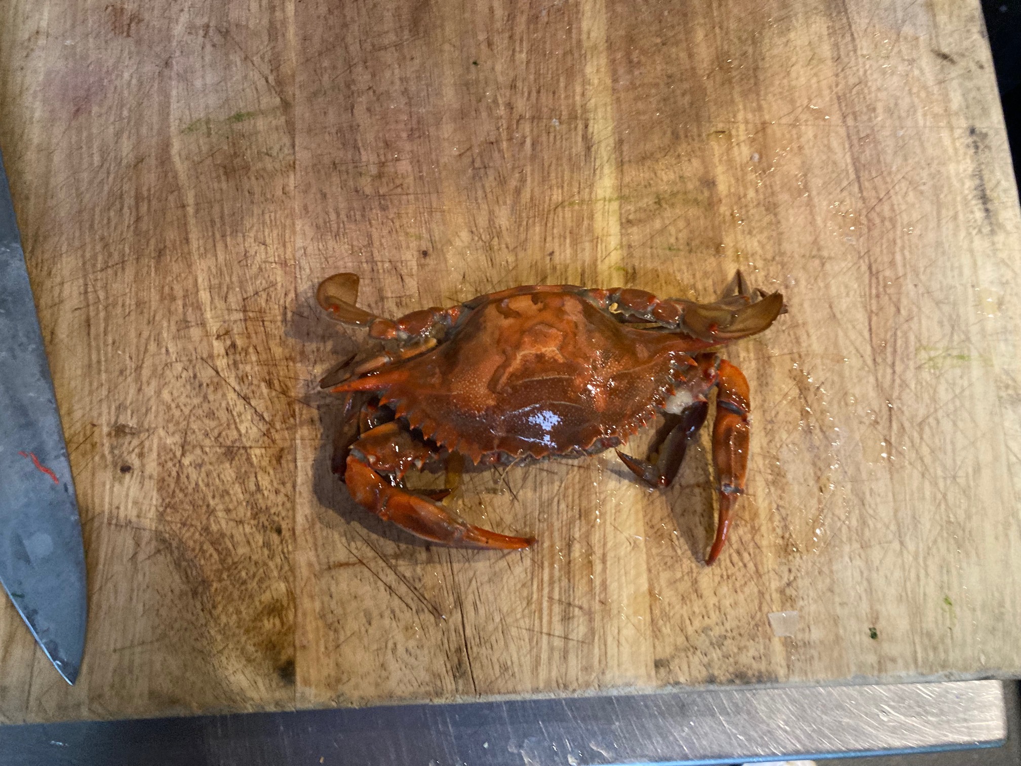 A cooked crab, ready to be picked. 