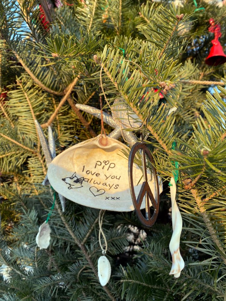 A hand-decorated clamshell with a dog's likeness remembers Pip. It's one of many clamshell tributes at the Surfer's End tree on Tuesday, Dec. 14, 2021.