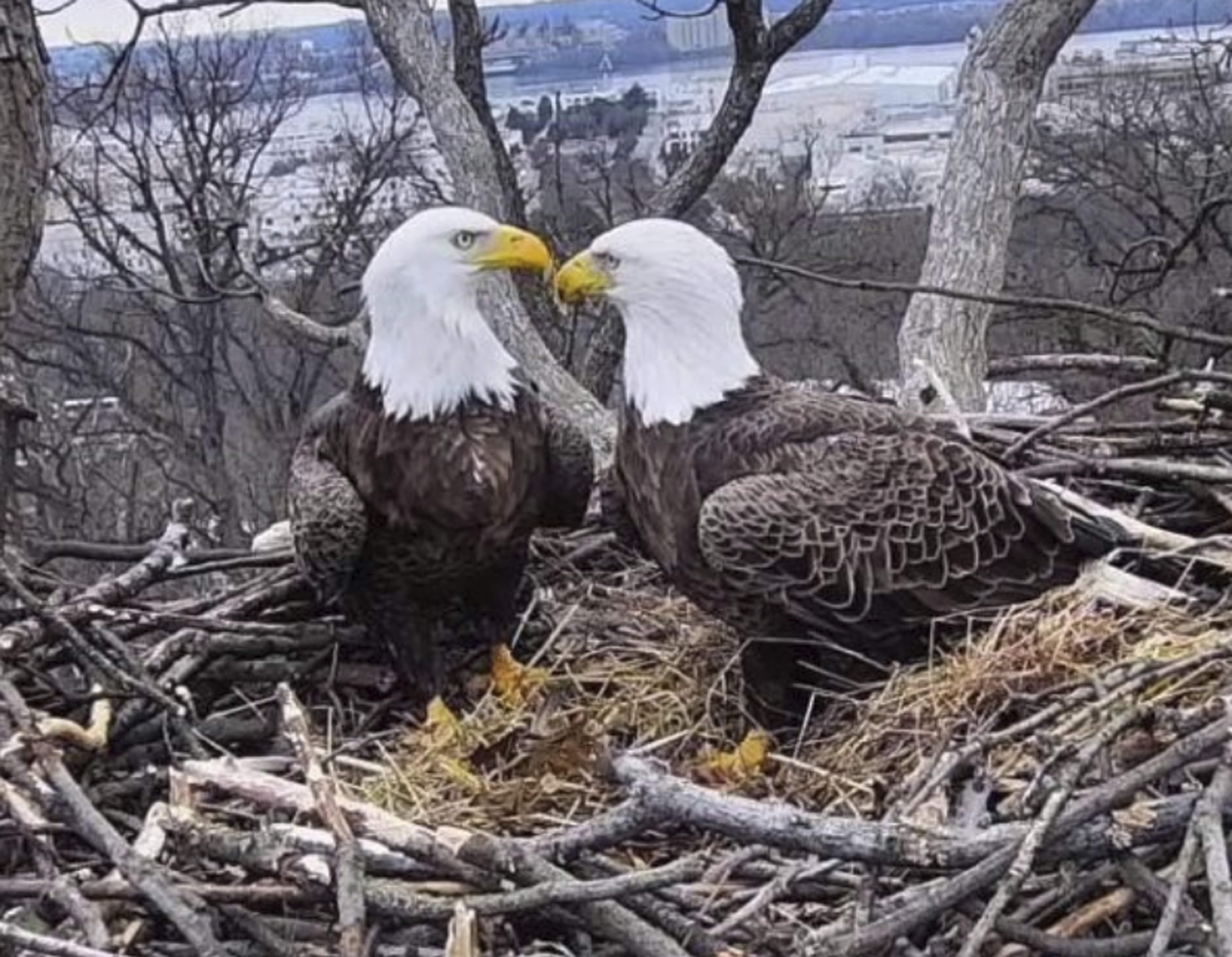 This March 4, 2019, image from video provided by Earth Conservation Corps Eagle Cam, shows Bald Eagles Liberty and Justice on their nest in Washington. It’s a tale containing seemingly everything you’d need for a proper soap opera: star-crossed lovers, a stable relationship threatened by younger suitors, pregnancy and loss, and a hungry raccoon. Washingtonians, along with a global community of eagle-watchers, have been transfixed this winter by the tale of Liberty and Justice, a pair of bald eagles who have nested and raised eaglets together for 14 years on the grounds of Washington’s police academy (Earth Conservation Corps via AP) This March 4, 2019, image from video provided by Earth Conservation Corps Eagle Cam, shows Bald Eagles Liberty and Justice on their nest in Washington. It’s a tale containing seemingly everything you’d need for a proper soap opera: star-crossed lovers, a stable relationship threatened by younger suitors, pregnancy and loss, and a hungry raccoon. Washingtonians, along with a global community of eagle-watchers, have been transfixed this winter by the tale of Liberty and Justice, a pair of bald eagles who have nested and raised eaglets together for 14 years on the grounds of Washington’s police academy (Earth Conservation Corps via AP)
