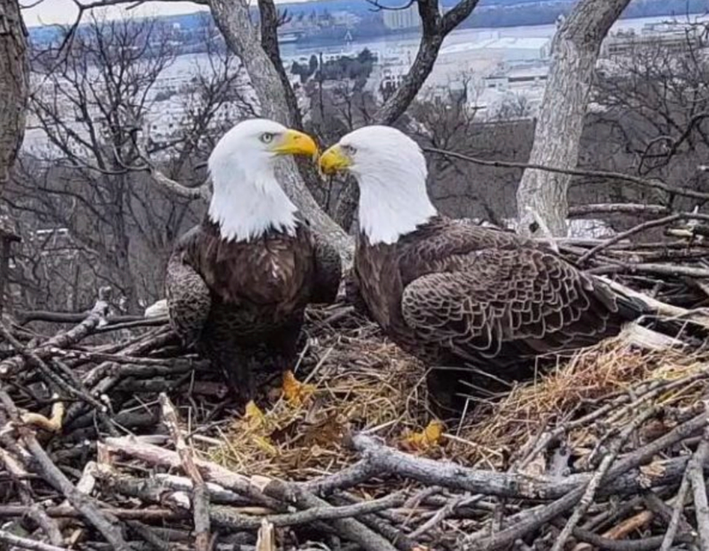 This March 4, 2019, image from video provided by Earth Conservation Corps Eagle Cam, shows Bald Eagles Liberty and Justice on their nest in Washington. It’s a tale containing seemingly everything you’d need for a proper soap opera: star-crossed lovers, a stable relationship threatened by younger suitors, pregnancy and loss, and a hungry raccoon. Washingtonians, along with a global community of eagle-watchers, have been transfixed this winter by the tale of Liberty and Justice, a pair of bald eagles who have nested and raised eaglets together for 14 years on the grounds of Washington’s police academy (Earth Conservation Corps via AP) This March 4, 2019, image from video provided by Earth Conservation Corps Eagle Cam, shows Bald Eagles Liberty and Justice on their nest in Washington. It’s a tale containing seemingly everything you’d need for a proper soap opera: star-crossed lovers, a stable relationship threatened by younger suitors, pregnancy and loss, and a hungry raccoon. Washingtonians, along with a global community of eagle-watchers, have been transfixed this winter by the tale of Liberty and Justice, a pair of bald eagles who have nested and raised eaglets together for 14 years on the grounds of Washington’s police academy (Earth Conservation Corps via AP)