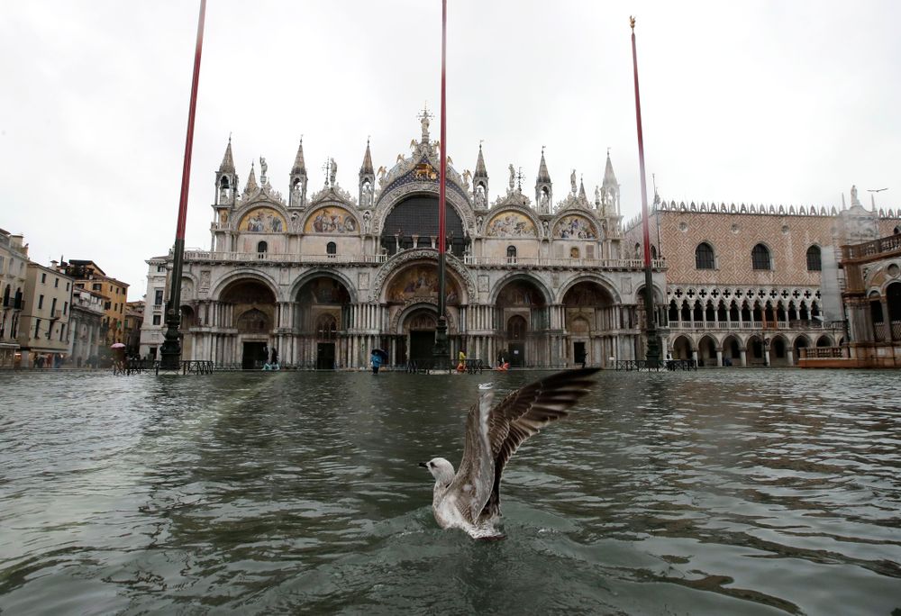 A seagull flies off the water in a flooded St.Mark Square, in Venice, Italy, Tuesday, Nov. 12, 2019. The high tide reached a peak of 127cm (4.1ft) at 10:35am while an even higher level of 140cm(4.6ft) was predicted for later Tuesday evening. (AP Photo/Luca Bruno) A seagull flies off the water in a flooded St.Mark Square, in Venice, Italy, Tuesday, Nov. 12, 2019. The high tide reached a peak of 127cm (4.1ft) at 10:35am while an even higher level of 140cm(4.6ft) was predicted for later Tuesday evening. (AP Photo/Luca Bruno)