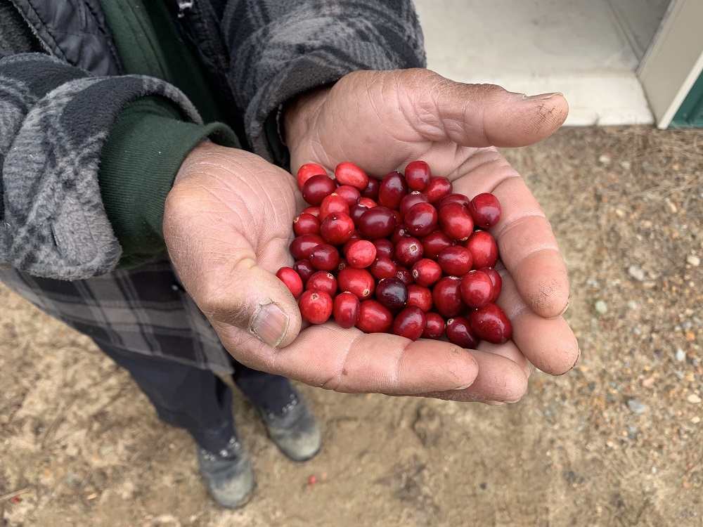 Dom Fernandes holds out a handful of fresh picked cranberries at Fresh Meadows Farm in Carver, Mass.
