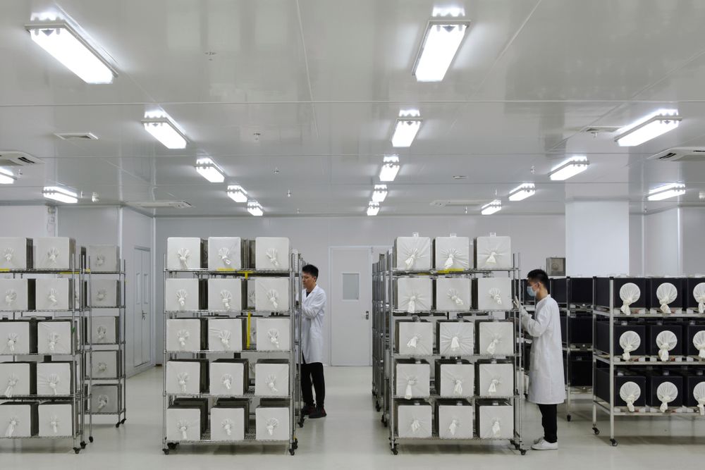 This July 13, 2019 photo provided by Guangzhou Wolbaki Biotech shows containers where adult Aedes albopictus mosquitoes are being raised at the company's lab in Guangzhou, China. Researchers zapped the insects with a small dose of radiation and infected them with a virus-fighting bacterium called Wolbachia. Males and female mosquitoes with different types of Wolbachia won’t have young that survive. So researchers intentionally infect males with a strain not found in the area and then release the insects. (Guangzhou Wolbaki Biotech via AP) This July 13, 2019 photo provided by Guangzhou Wolbaki Biotech shows containers where adult Aedes albopictus mosquitoes are being raised at the company's lab in Guangzhou, China. Researchers zapped the insects with a small dose of radiation and infected them with a virus-fighting bacterium called Wolbachia. Males and female mosquitoes with different types of Wolbachia won’t have young that survive. So researchers intentionally infect males with a strain not found in the area and then release the insects. (Guangzhou Wolbaki Biotech via AP)