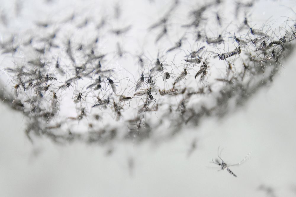 This July 13, 2019 photo provided by Guangzhou Wolbaki Biotech shows male Aedes albopictus mosquitoes in a container at the company's lab in Guangzhou, China, prepared for release. Researchers zapped the insects with a small dose of radiation and infected them with a virus-fighting bacterium called Wolbachia. Males and female mosquitoes with different types of Wolbachia won’t have young that survive. So researchers intentionally infect males with a strain not found in the area and then release the insects. (Guangzhou Wolbaki Biotech via AP) This July 13, 2019 photo provided by Guangzhou Wolbaki Biotech shows male Aedes albopictus mosquitoes in a container at the company's lab in Guangzhou, China, prepared for release. Researchers zapped the insects with a small dose of radiation and infected them with a virus-fighting bacterium called Wolbachia. Males and female mosquitoes with different types of Wolbachia won’t have young that survive. So researchers intentionally infect males with a strain not found in the area and then release the insects. (Guangzhou Wolbaki Biotech via AP)