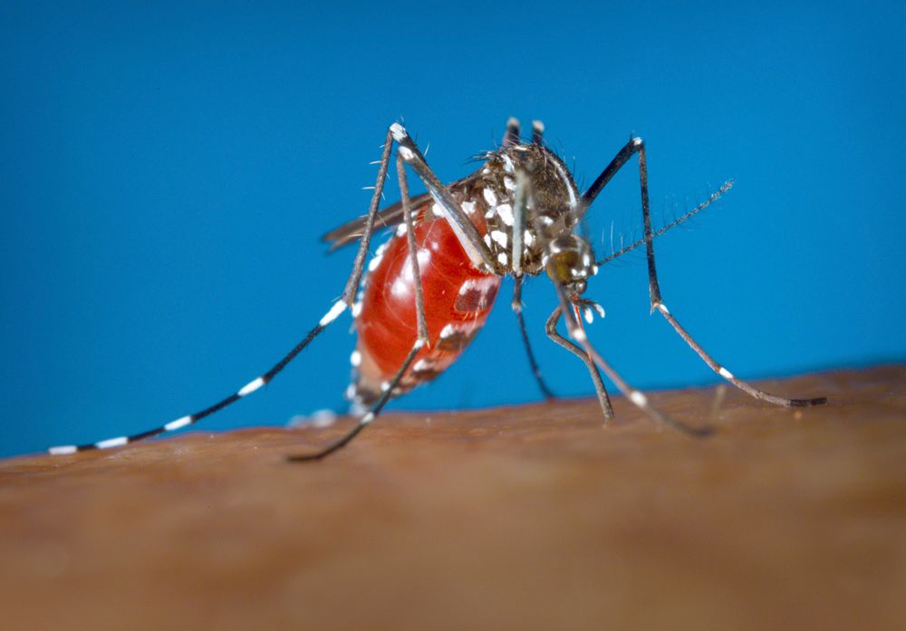 FILE - This 2003 photo provided by the Centers for Disease Control and Prevention shows a female Aedes albopictus mosquito acquiring a blood meal from a human host. (James Gathany/Centers for Disease Control and Prevention via AP) FILE - This 2003 photo provided by the Centers for Disease Control and Prevention shows a female Aedes albopictus mosquito acquiring a blood meal from a human host. (James Gathany/Centers for Disease Control and Prevention via AP)