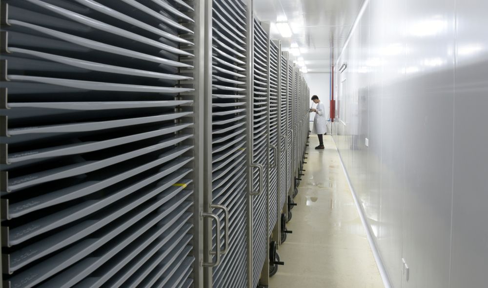 This July 13, 2019 photo provided by Guangzhou Wolbaki Biotech shows containers where Aedes albopictus mosquito larvae are being raised at the company's lab in Guangzhou, China. Researchers zapped the insects with a small dose of radiation and infected them with a virus-fighting bacterium called Wolbachia. Males and female mosquitoes with different types of Wolbachia won’t have young that survive. So researchers intentionally infect males with a strain not found in the area and then release the insects. (Guangzhou Wolbaki Biotech via AP) This July 13, 2019 photo provided by Guangzhou Wolbaki Biotech shows containers where Aedes albopictus mosquito larvae are being raised at the company's lab in Guangzhou, China. Researchers zapped the insects with a small dose of radiation and infected them with a virus-fighting bacterium called Wolbachia. Males and female mosquitoes with different types of Wolbachia won’t have young that survive. So researchers intentionally infect males with a strain not found in the area and then release the insects. (Guangzhou Wolbaki Biotech via AP)