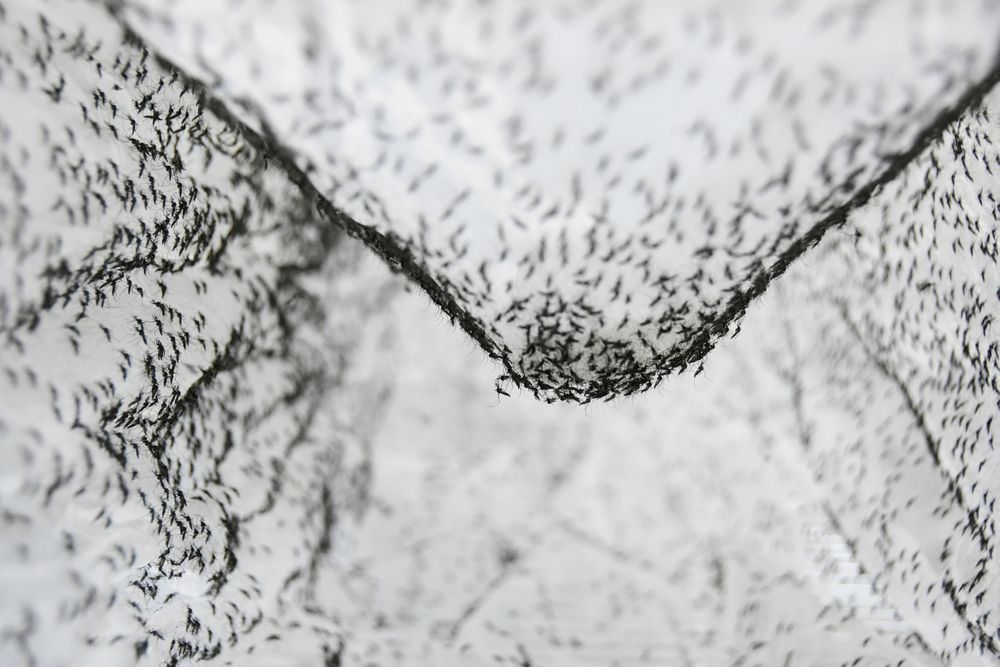 This July 13, 2019 photo provided by Guangzhou Wolbaki Biotech shows male Aedes albopictus mosquitoes in a container at the company's lab in Guangzhou, China, prepared for release. Researchers zapped the insects with a small dose of radiation and infected them with a virus-fighting bacterium called Wolbachia. Males and female mosquitoes with different types of Wolbachia won’t have young that survive. So researchers intentionally infect males with a strain not found in the area and then release the insects. (Guangzhou Wolbaki Biotech via AP) This July 13, 2019 photo provided by Guangzhou Wolbaki Biotech shows male Aedes albopictus mosquitoes in a container at the company's lab in Guangzhou, China, prepared for release. Researchers zapped the insects with a small dose of radiation and infected them with a virus-fighting bacterium called Wolbachia. Males and female mosquitoes with different types of Wolbachia won’t have young that survive. So researchers intentionally infect males with a strain not found in the area and then release the insects. (Guangzhou Wolbaki Biotech via AP)
