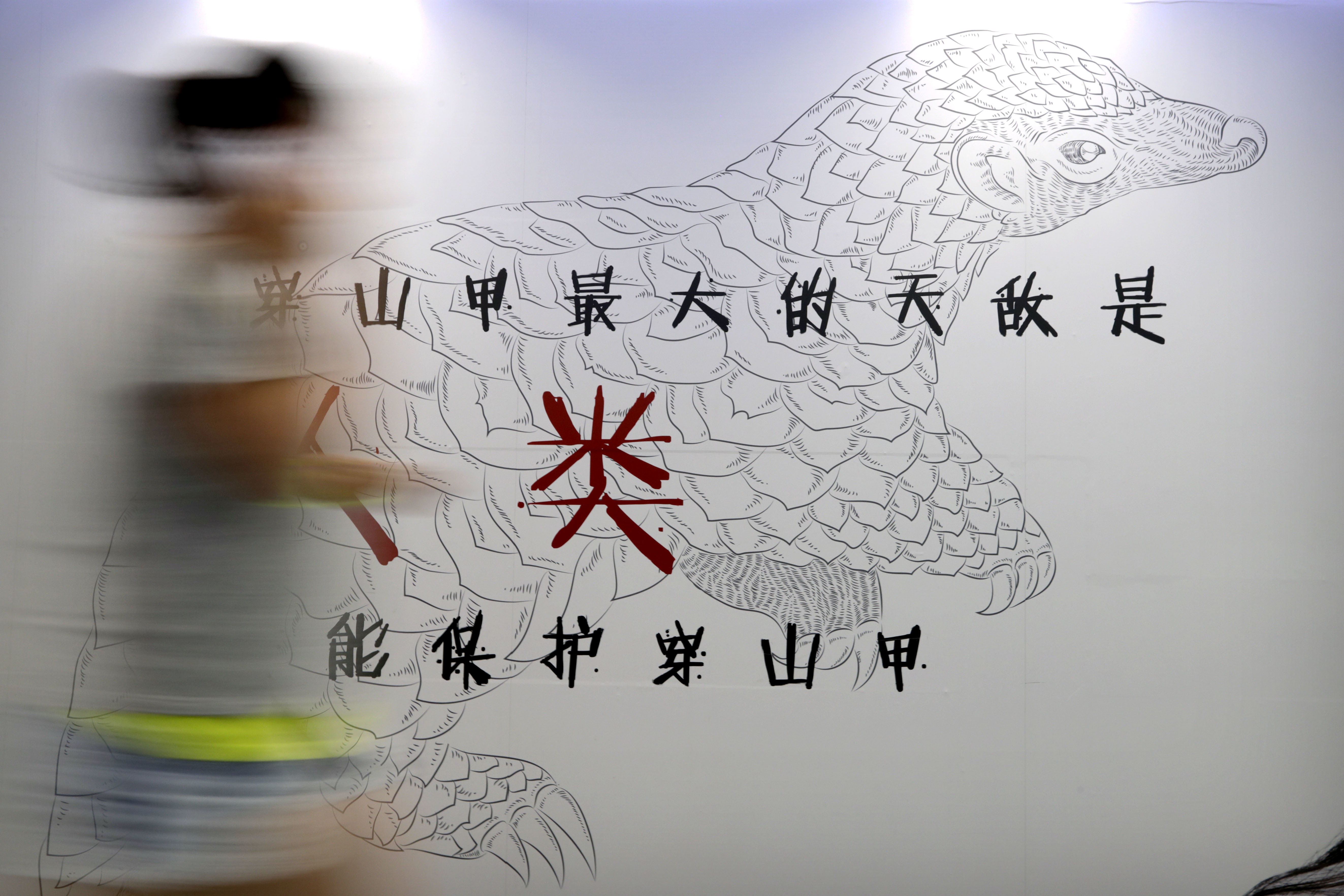 FILE - In this Aug. 25, 2016, file photo, a woman walks past an anti-pangolin trafficking billboard in an underground walkway in Beijing. Hong Kong customs officers have intercepted a record 8.3 tons of pangolin scales and hundreds of elephant tusks worth more than $8 million combined, underscoring the threat to endangered species from demand in Asia. (AP Photo/Andy Wong, File) FILE - In this Aug. 25, 2016, file photo, a woman walks past an anti-pangolin trafficking billboard in an underground walkway in Beijing. Hong Kong customs officers have intercepted a record 8.3 tons of pangolin scales and hundreds of elephant tusks worth more than $8 million combined, underscoring the threat to endangered species from demand in Asia. (AP Photo/Andy Wong, File)