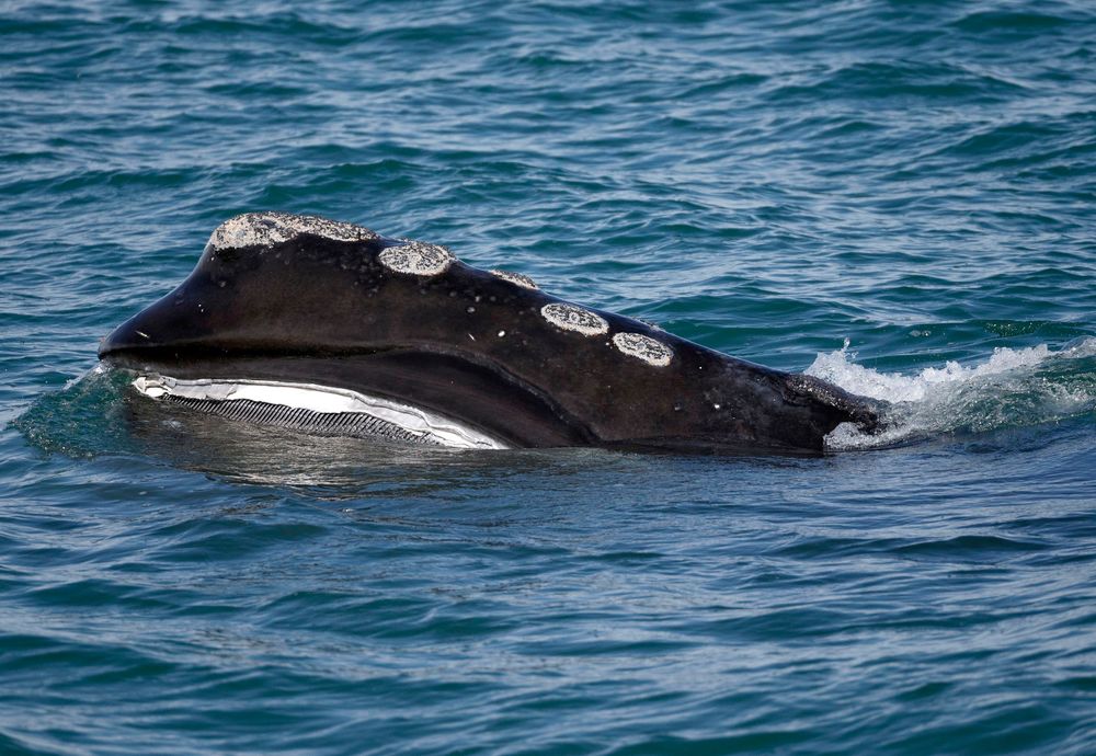FILE - In this March 28, 2018 file photo, the baleen is visible as a North Atlantic right whale feeds on the surface of Cape Cod bay off the coast of Plymouth, Mass. Maine Gov. Janet Mills said in July 2019 that a federal plan to help endangered right whales at the expense of fishermen is FILE - In this March 28, 2018 file photo, the baleen is visible as a North Atlantic right whale feeds on the surface of Cape Cod bay off the coast of Plymouth, Mass. Maine Gov. Janet Mills said in July 2019 that a federal plan to help endangered right whales at the expense of fishermen is