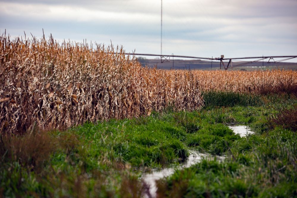 This Oct. 15, 2019 photo shows corn fields in Lyons, S.D., which contain areas of water-logged soil preventing harvest. (Erin Bormett/The Argus Leader via AP) This Oct. 15, 2019 photo shows corn fields in Lyons, S.D., which contain areas of water-logged soil preventing harvest. (Erin Bormett/The Argus Leader via AP)