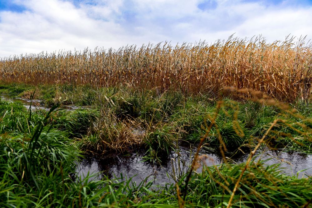 This Oct. 15, 2019 photo shows corn fields in Lyons, S.D., which contain areas of water-logged soil preventing harvest. (Erin Bormett/The Argus Leader via AP) This Oct. 15, 2019 photo shows corn fields in Lyons, S.D., which contain areas of water-logged soil preventing harvest. (Erin Bormett/The Argus Leader via AP)