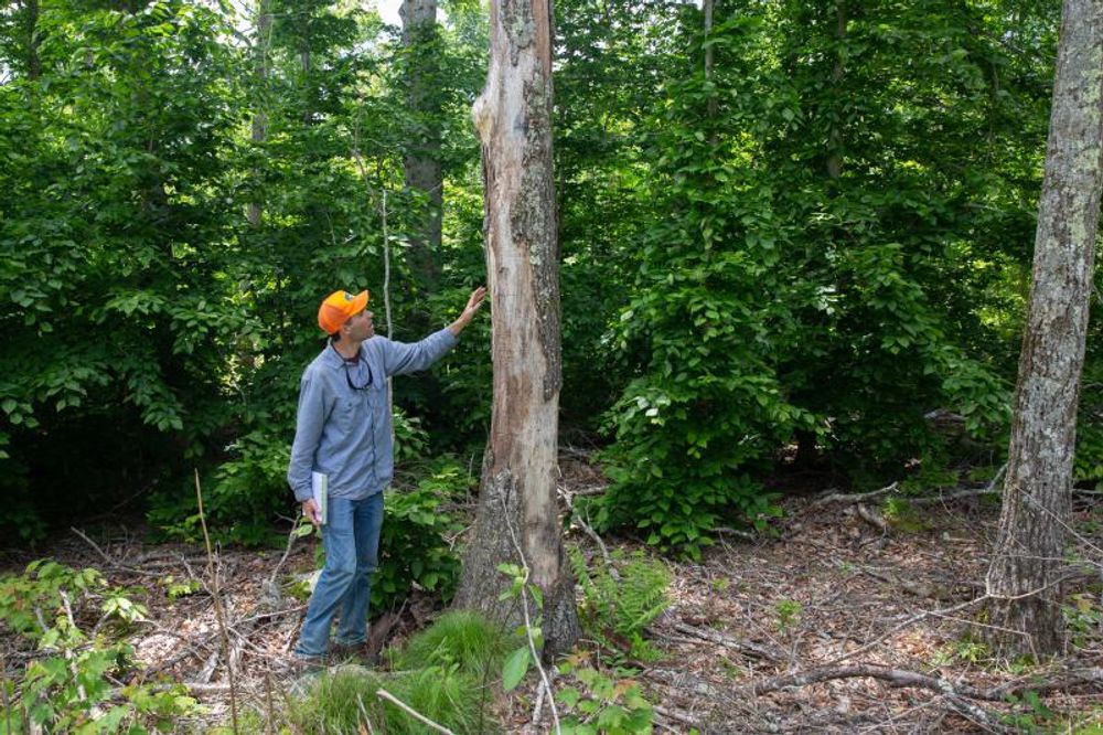 Gypsy Moths On The Decline — For Now — But Damage Is Already Done