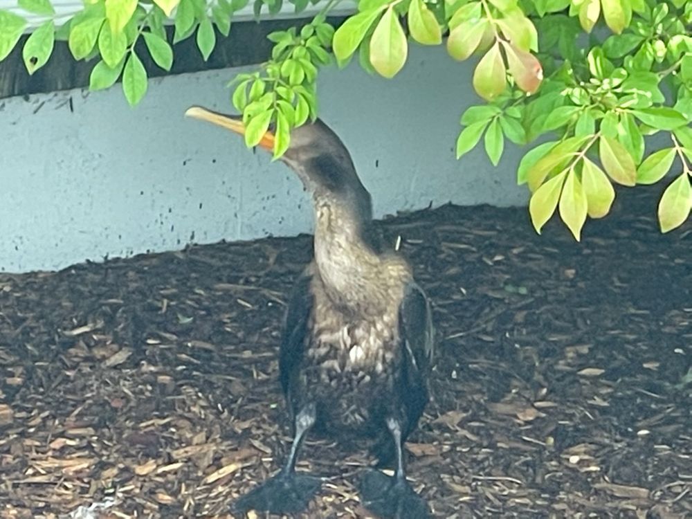 A cormorant sheltered under bushes outside the Block Island Power Company. 