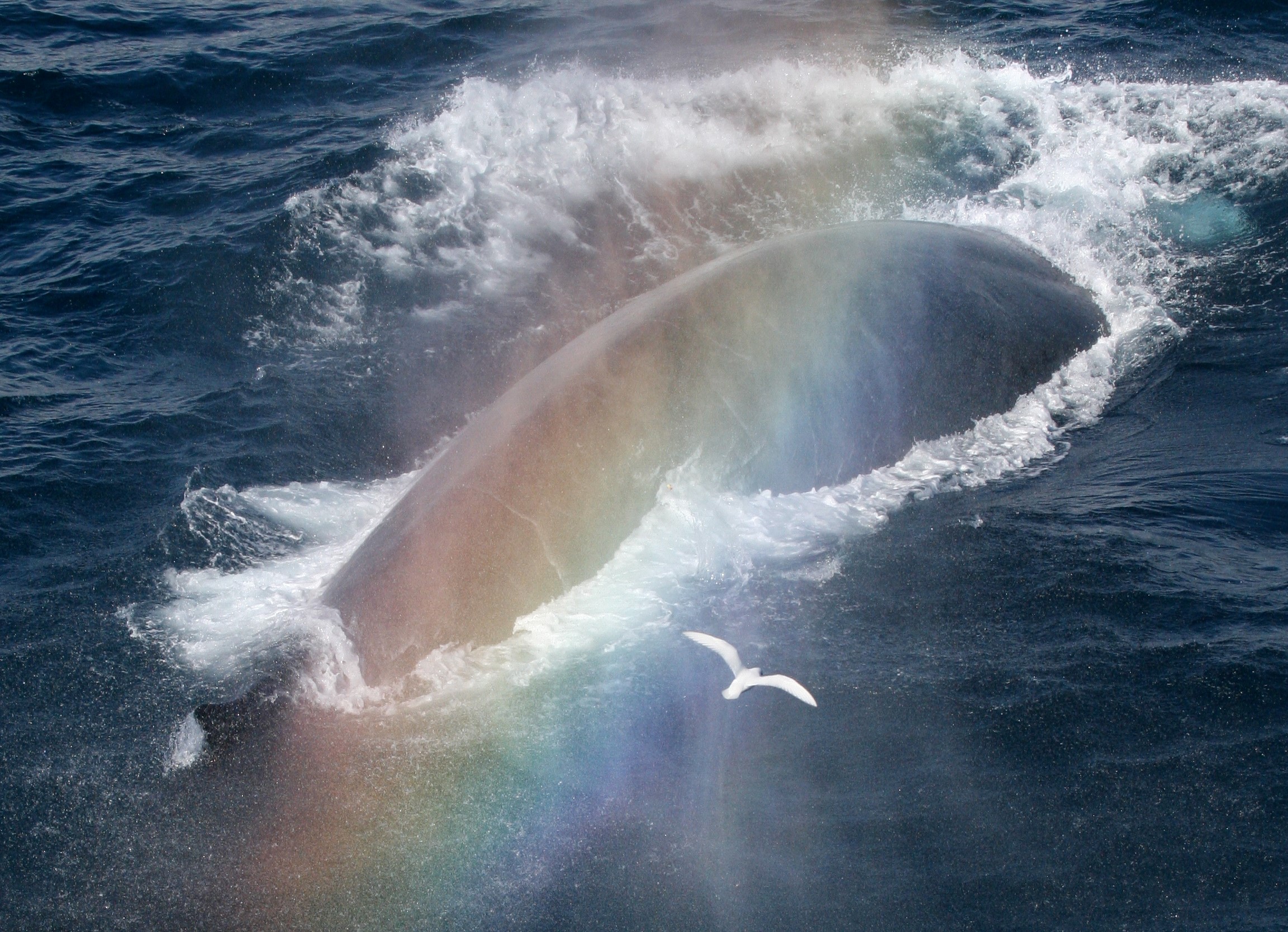 The return of the Antarctic Blue Whale