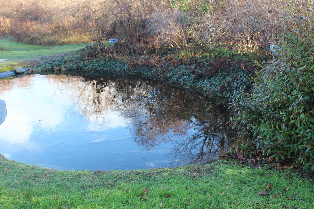 One visual cue Tynan uses to track the changing seasons is the pond in her backyard. In December, she wrote the surface “wrinkles with the winds, but no ice.”